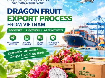 QUY TRÌNH XUẤT KHẨU THANH LONG TỪ VIỆT NAM: HỒ SƠ, THỦ TỤC VÀ LƯU Ý QUAN TRỌNG
