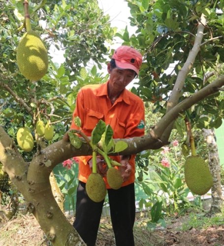 Tiền Giang expands jackfruit production for export