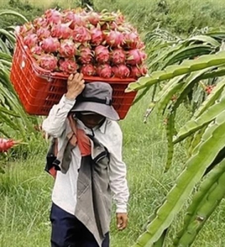 Việt Nam eyes backup plans as US tariff threat looms