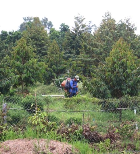 Frozen durian exports triple