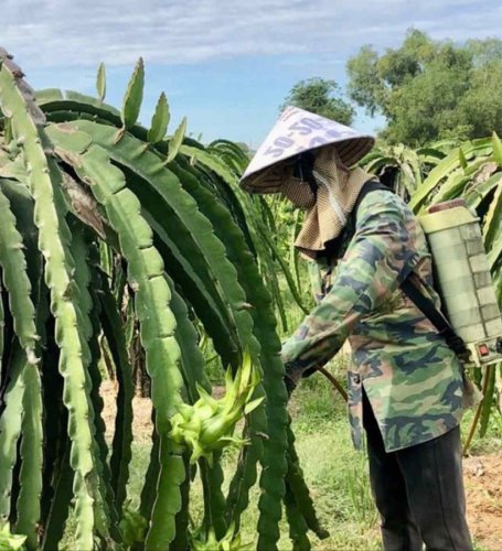 Vietnamese agricultural products: Standardizing quality for long-distance travel
